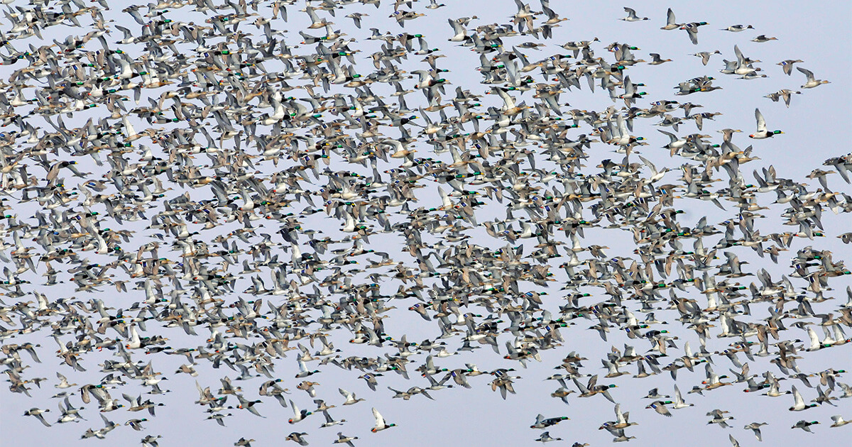 Subscribe to Ducks Unlimited Migration Alerts