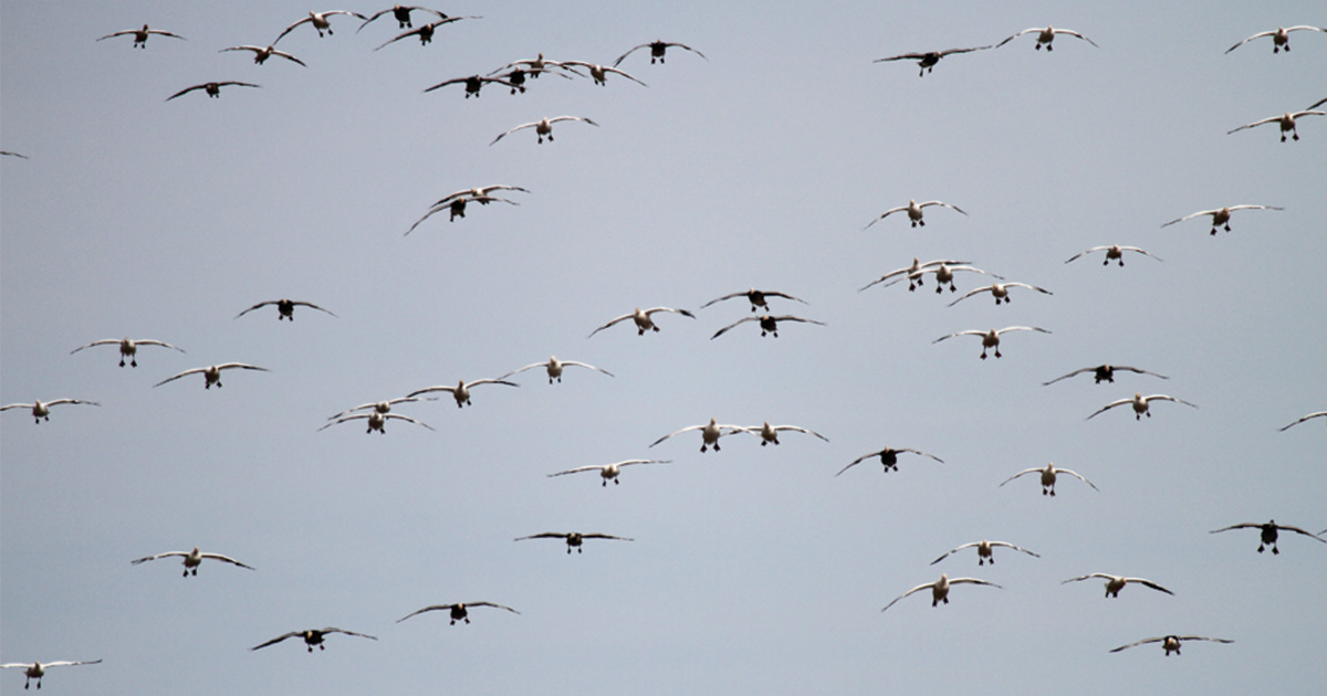 Michael Furtman_Snow geese.jpg