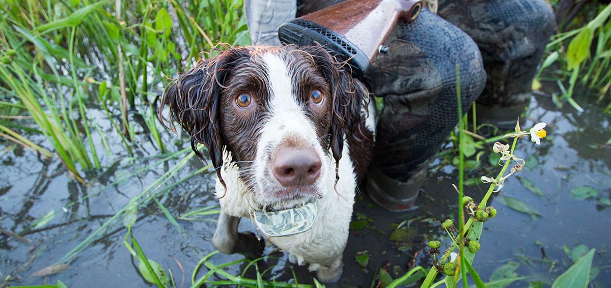 5 Training Tools for Your Hunting Dog