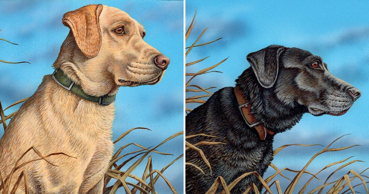 A Letter to My Dogs