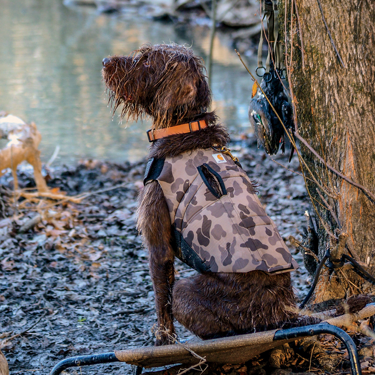 Pudelpointer on a duck hunt. Photo by John Hoffman