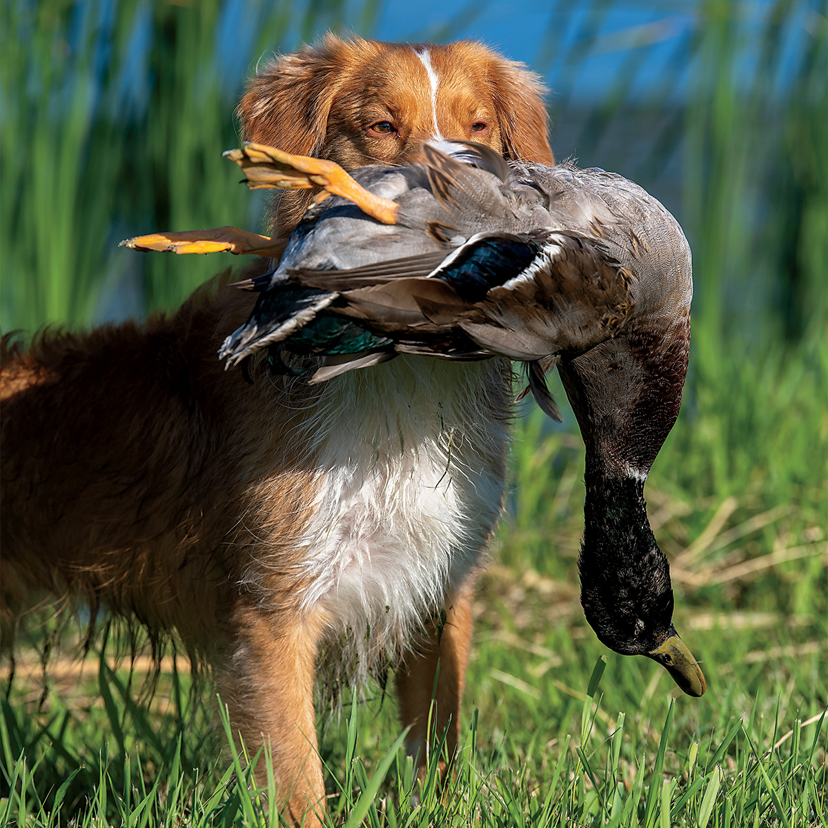 Nova Scotia duck-tolling retriever retrieving a harvested drake mallard. Photo by Mark Atwater/UpClosePhoto.com