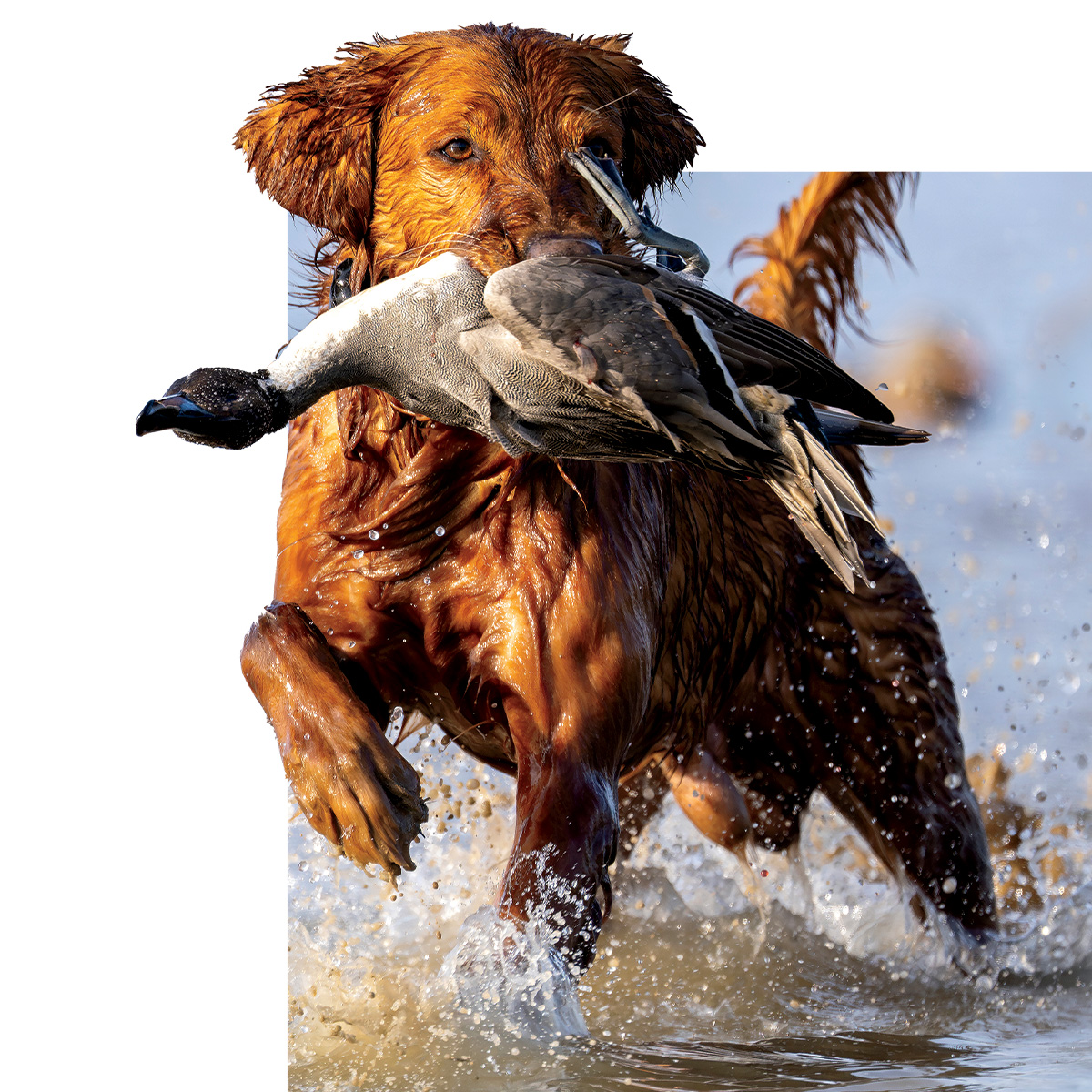 A golden retriever retrieving a drake northern pintail. Mark Atwater_UpClosePhoto.com