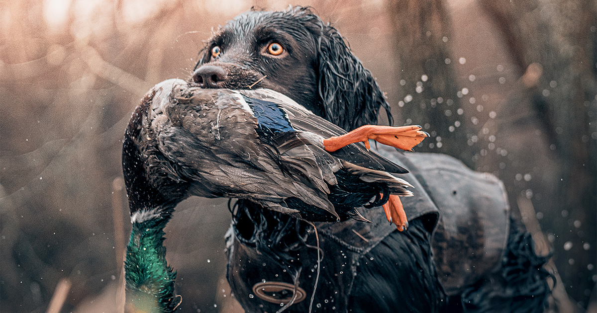 A boykin spaniel retrieving a drake mallard. Photo by Matthew Hicks