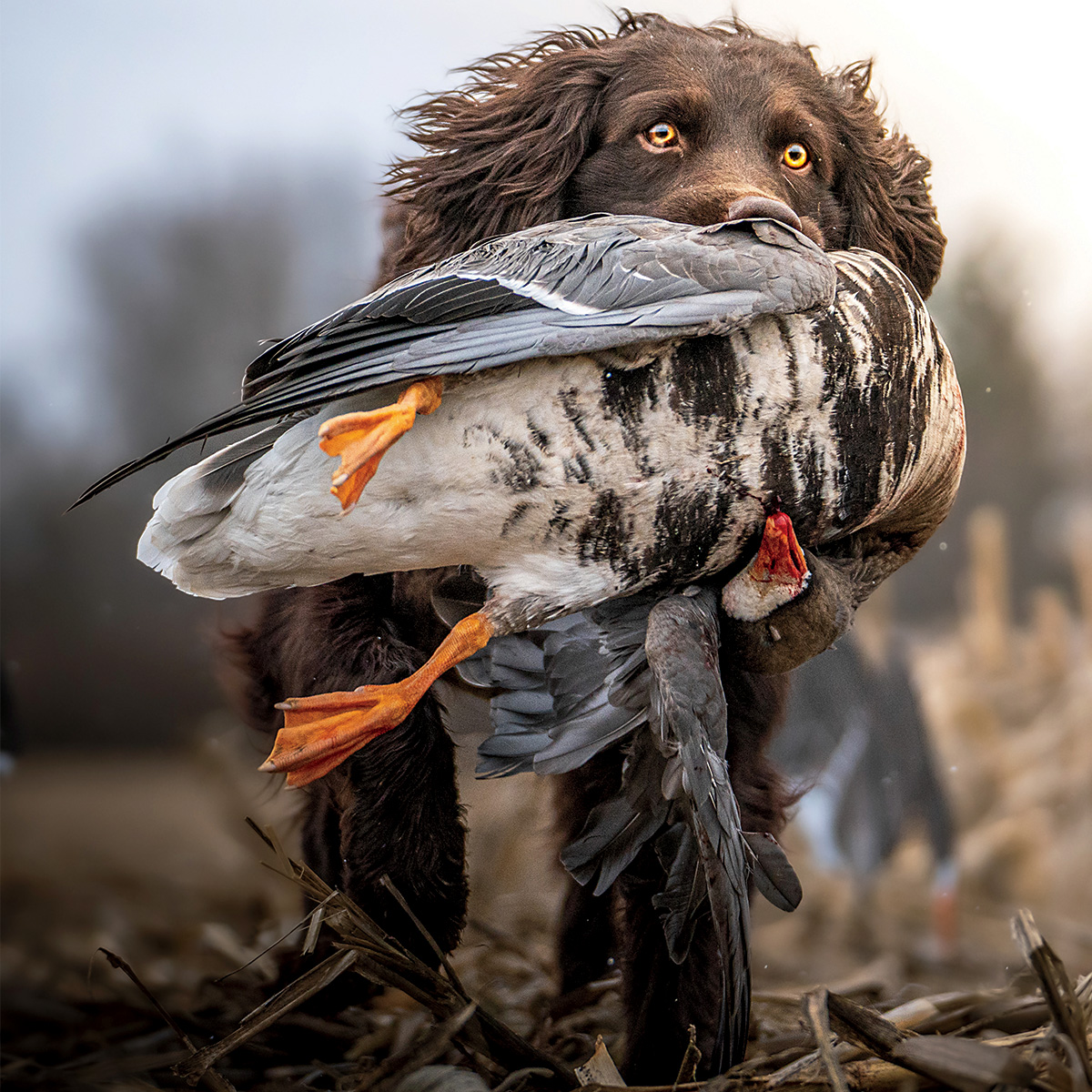 Boykin spaniel retrieving a harvested white-fronted goose. Photo by Matthew Hicks