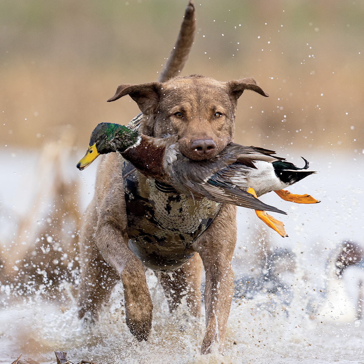 Chesapeake Bay retriever retrieving a harvested drake mallard. Scott Moody