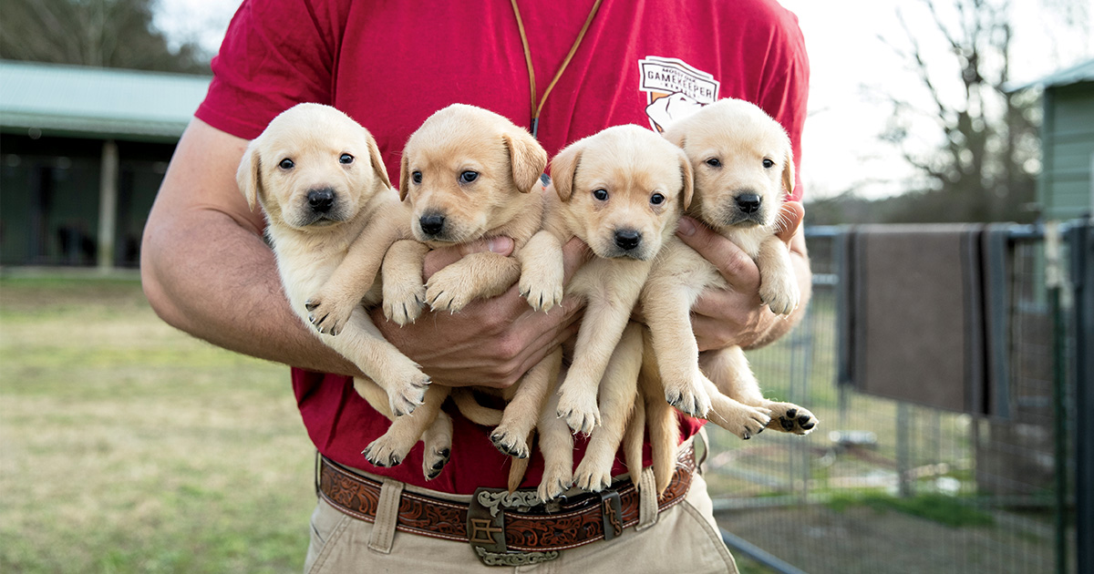 Mossy Oak_Puppies.jpg