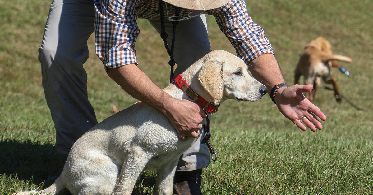 Retriever Training: Teaching Basic Hand Signals