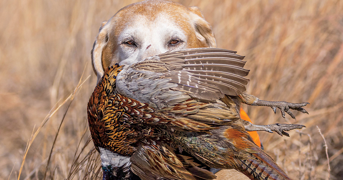 Retrievers: Double-Duty Dogs