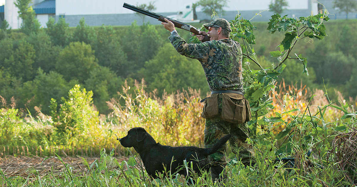 Image for Dove Season Tune-Up