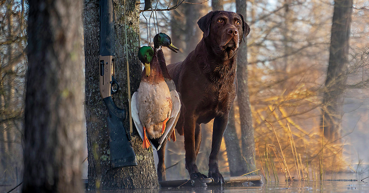 From Puppy to Finished Retriever