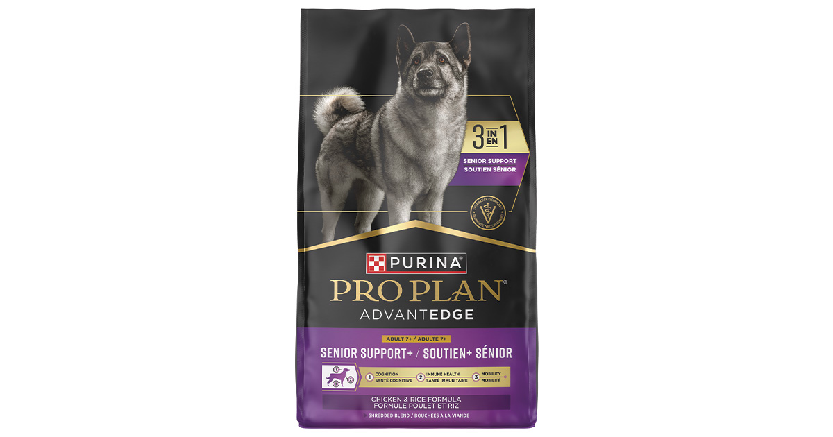 Gearing Up: Spring Retriever Training Essentials