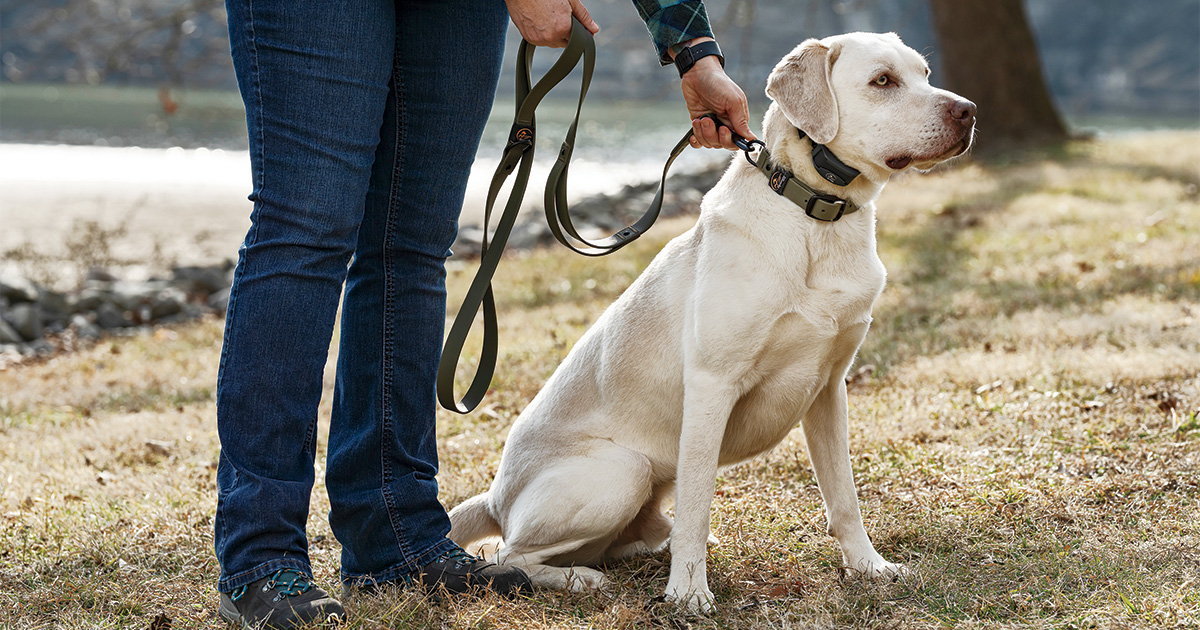 Image for Gearing Up: Spring Retriever Training Essentials