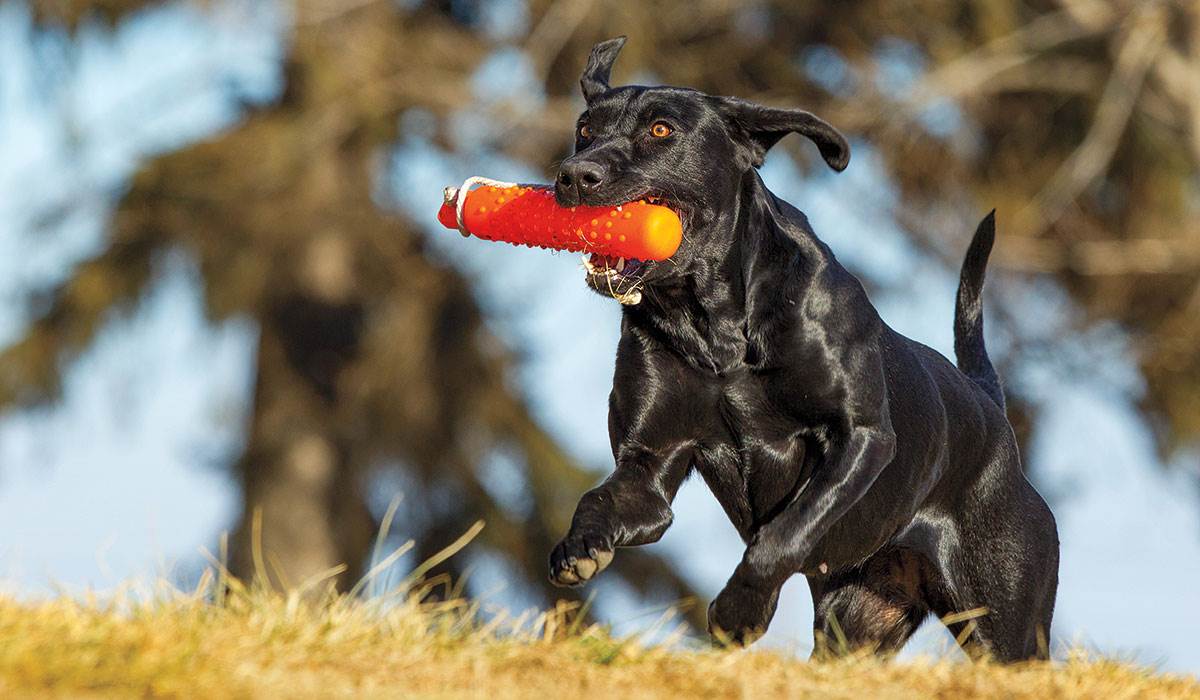 retrievers (1).jpg