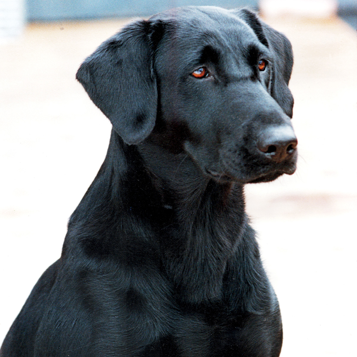 Retrievers: Remembering a Legend