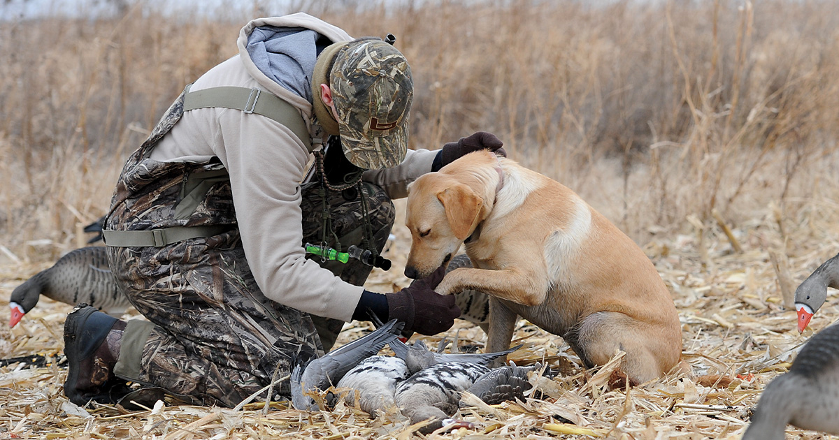 Retriever Game Plan