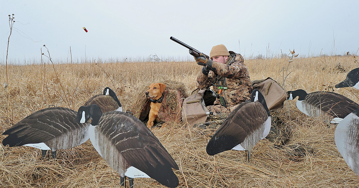 Shotgunning: Retrievers and Guns