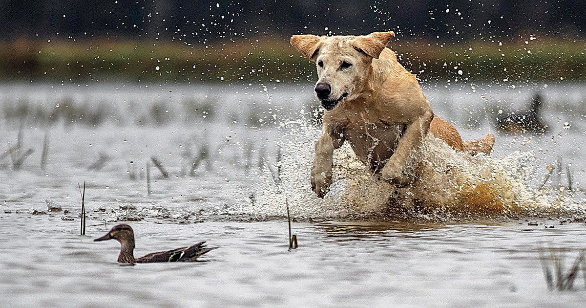Retrievers: The Chase
