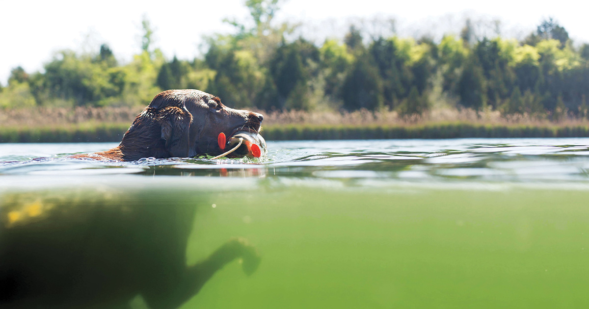 Retrievers: The Road to Recovery