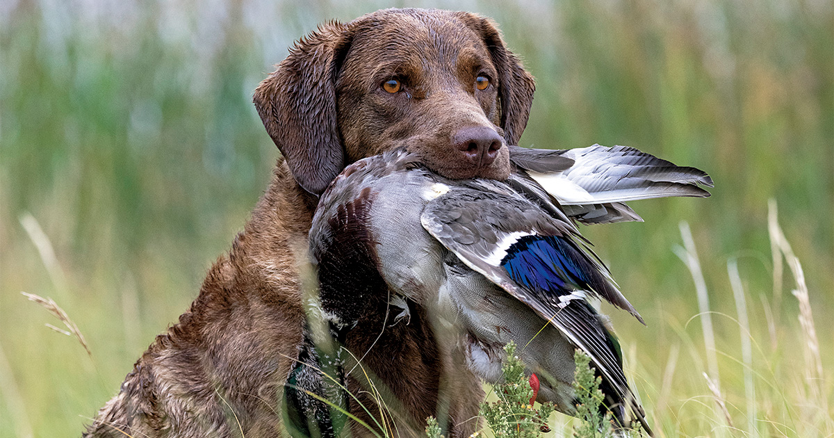 Mark Atwater's photo of the Chesapeake Bay retriever name Beretta retrieving a duck.