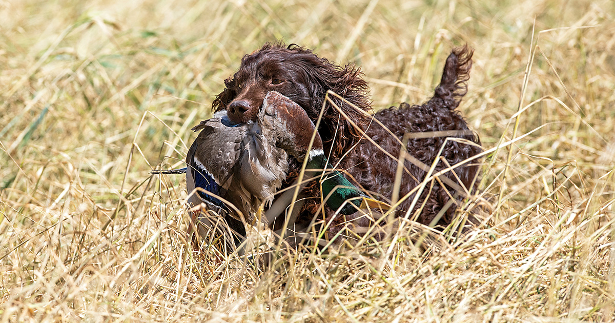 Mark Atwater's photo of the Boykin spaniel retrieving a duck.
