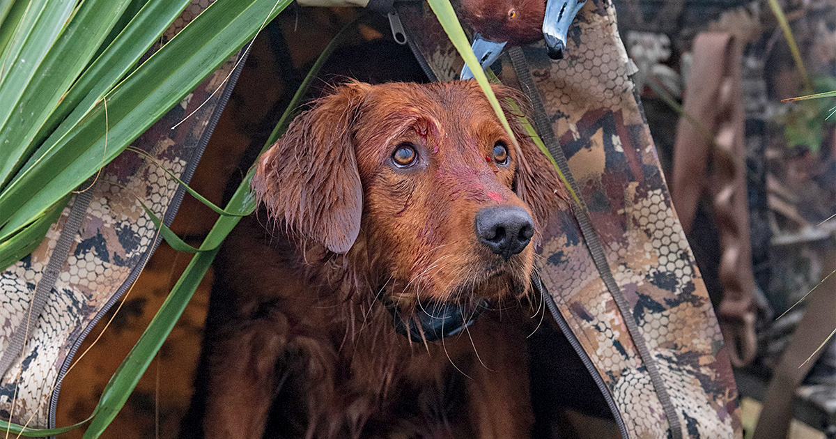 Mark Atwater's photo of the golden retriever name Falco during a hunt.