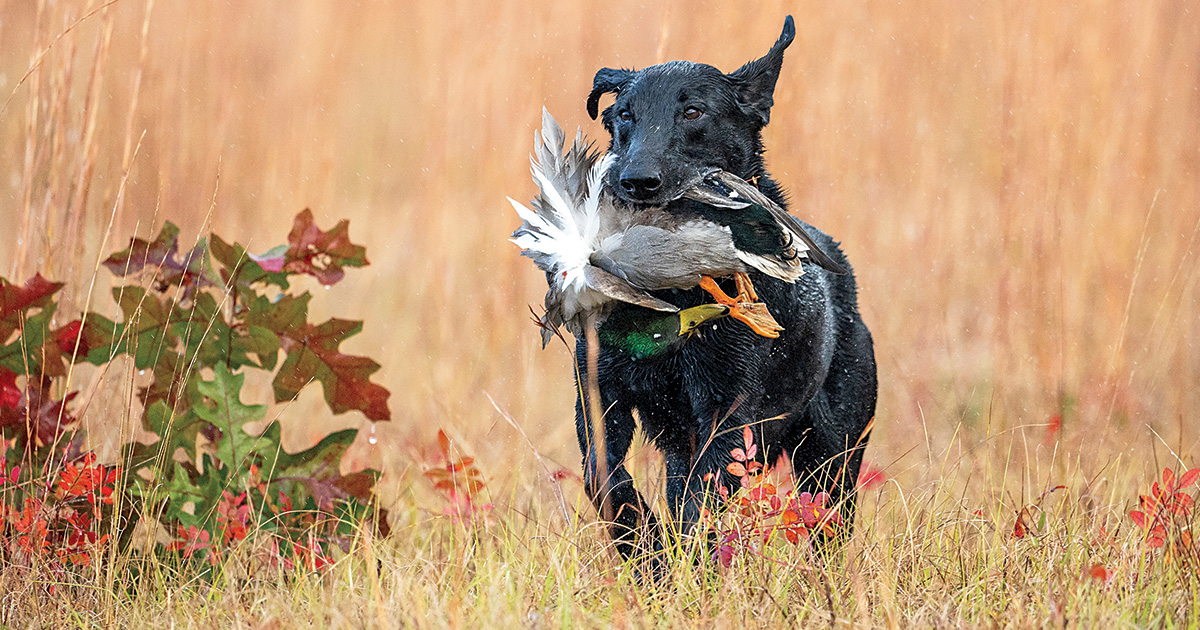 Mark Atwater's photo of the Labrador retriever named Karl during a retrieve.