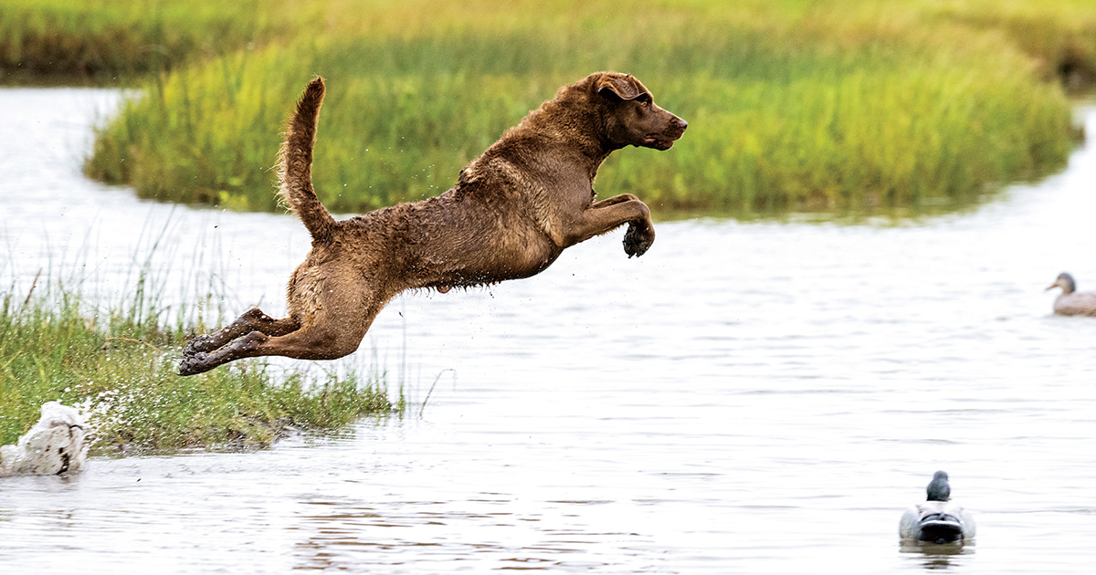 Retriever jumping in water. Photo by Mark Atwater