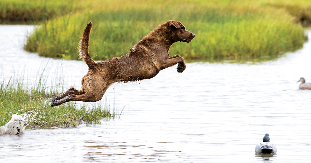 Rock Star Retrievers