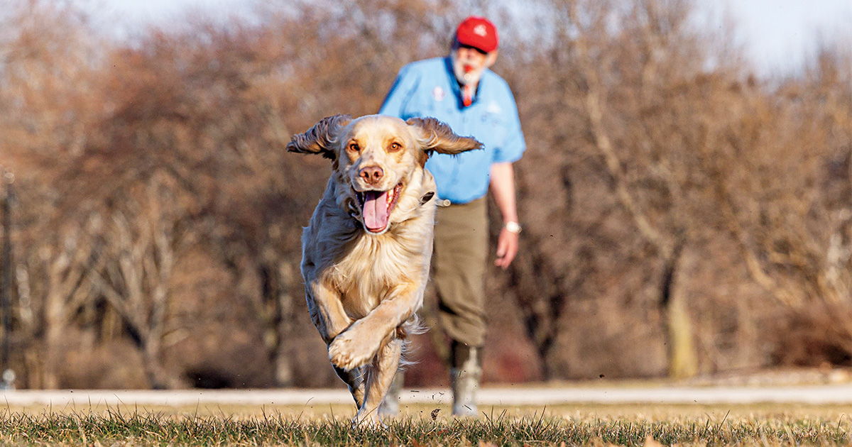 Mark Hawkins's image of the English cocker spaniel named Carson during a training session.