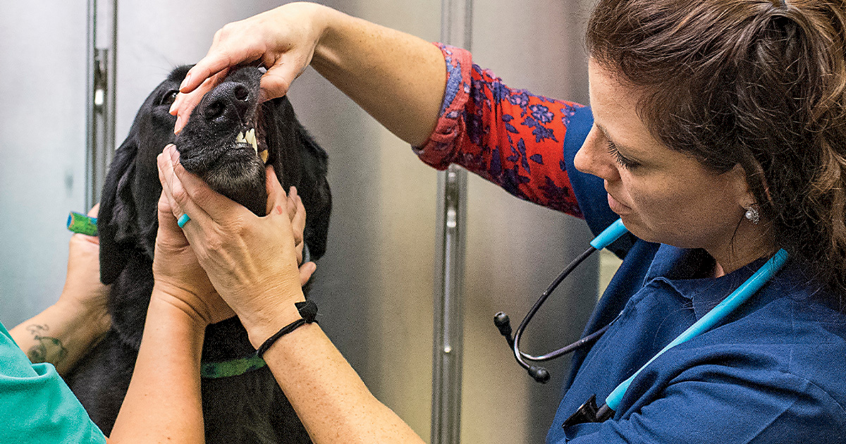 Retrievers: Tending to Teeth