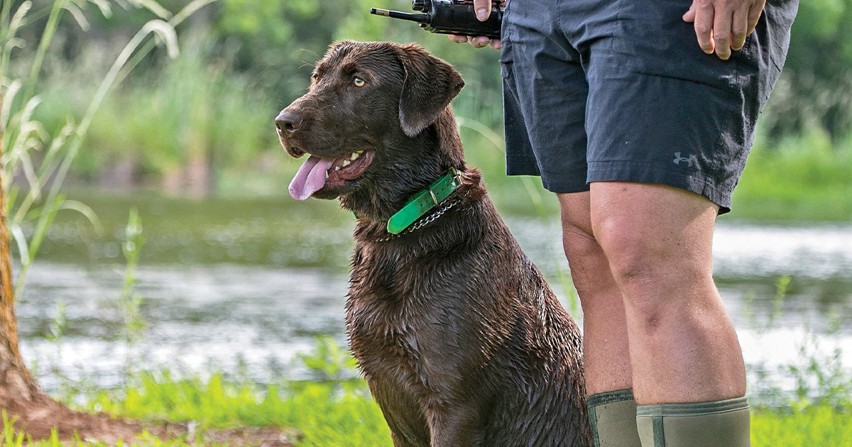 Retrievers: The Legend