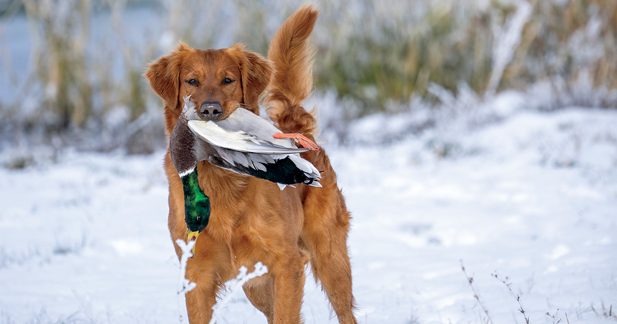Retrievers: The Silent Killer