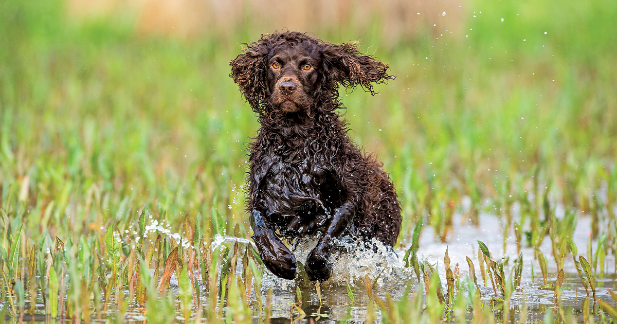Top 10 Retrievers