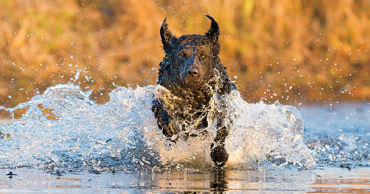 Top 10 Retrievers