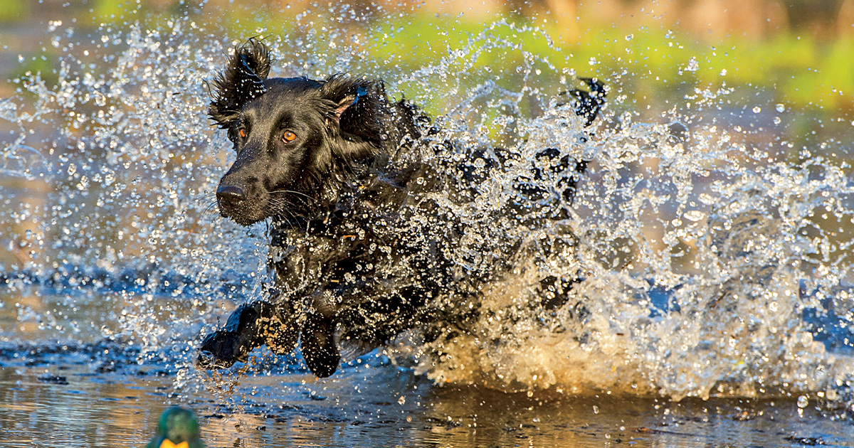 Top 10 Retrievers