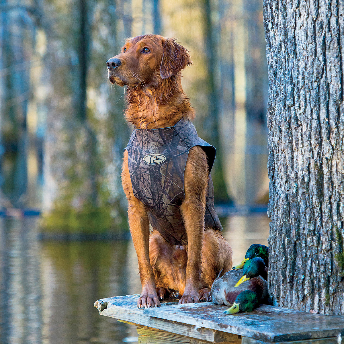Top 10 Retrievers
