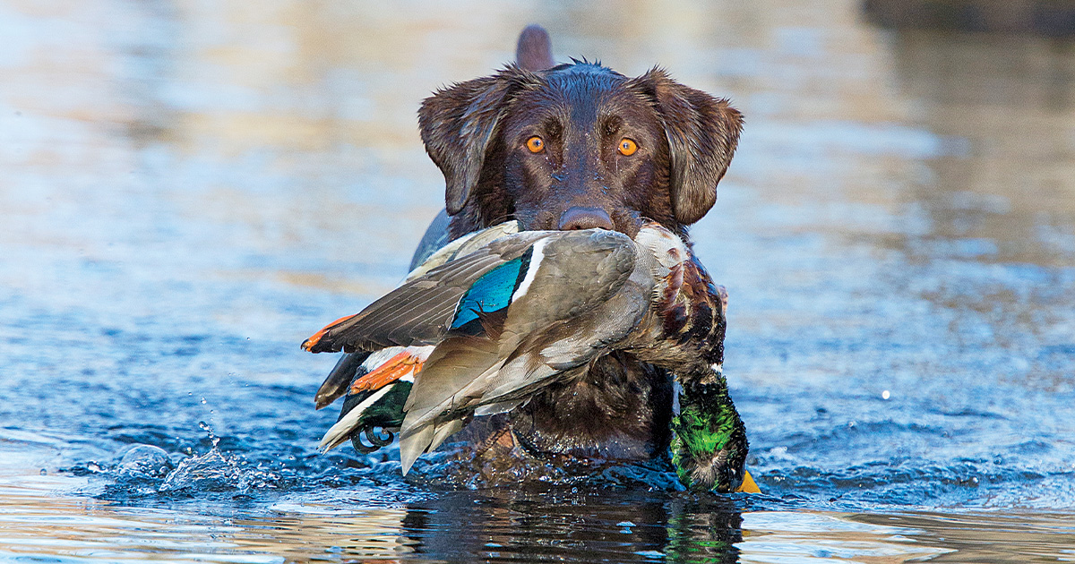 Top 10 Retrievers