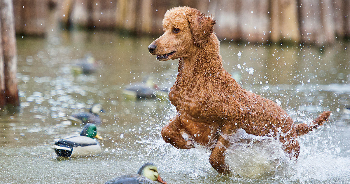 Top 10 Retrievers