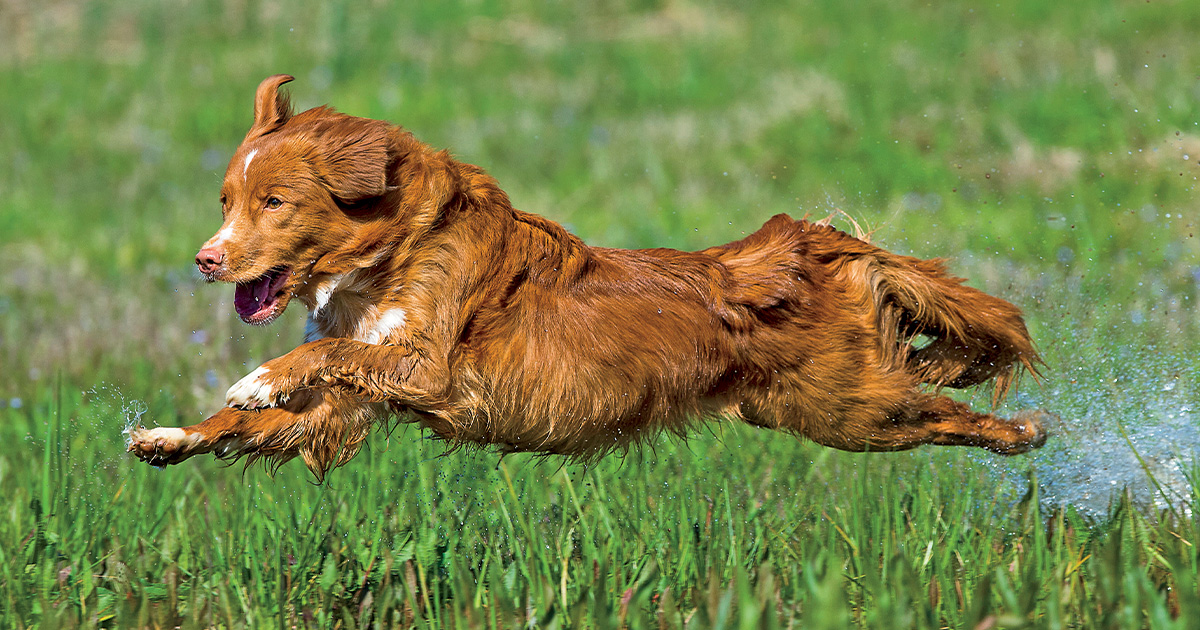 Top 10 Retrievers