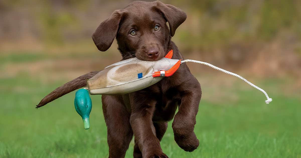 Labrador retriever during a retrieving training session. Photo by LonLauber.com.