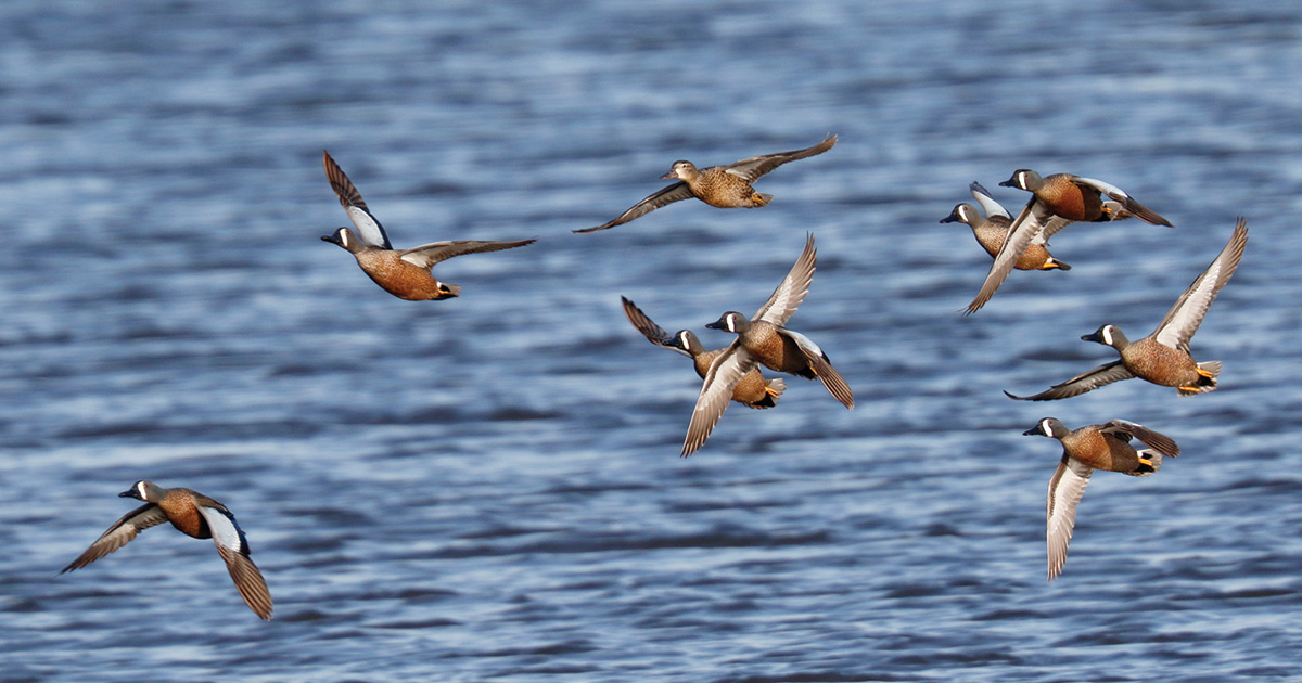 Five Tips for Shooting Bluewings