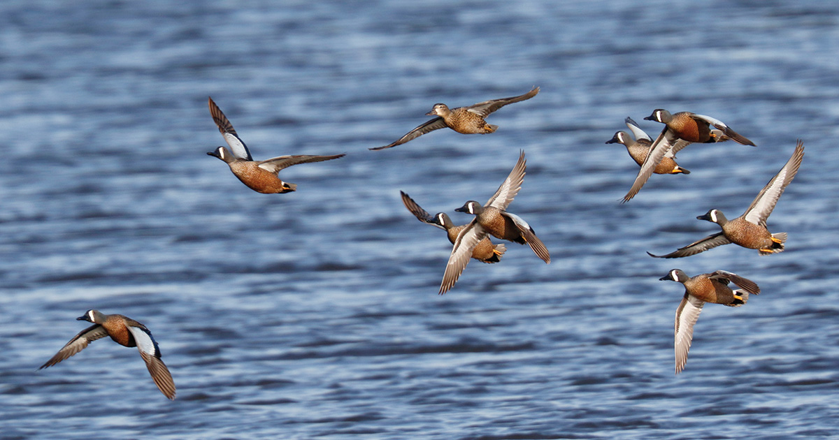 Five Tips for Shooting Bluewings