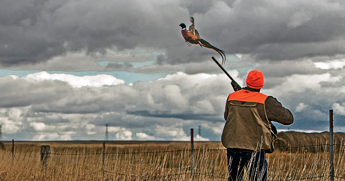 Shotgunning: A Primer for Pheasants