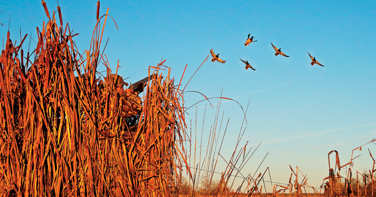 Shotgunning: How Far is Too Far?