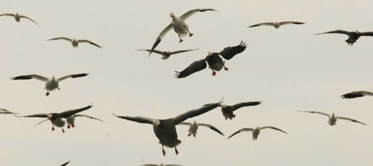 South Dakota is home to largest goose producer in the U.S.