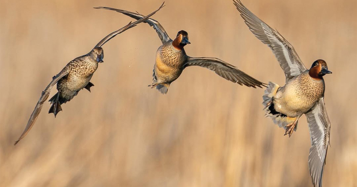 Migration Alert: Multiple Factors Fuel Chesapeake Bay Waterfowler’s Optimism