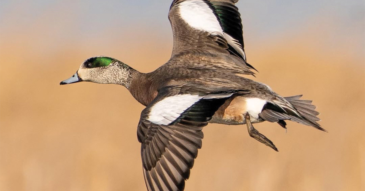 Migration Alert: California Hunters Continue to Find Spotty Success