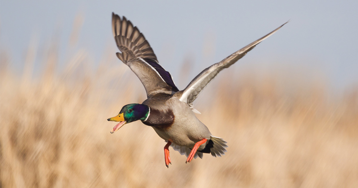 Migration Alert: Incoming Cold Front Should Increase Migration into Minnesota