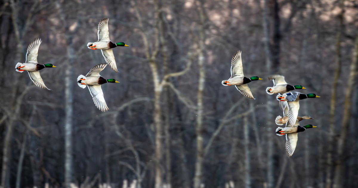 Mallards. Photo by Austin Ross
